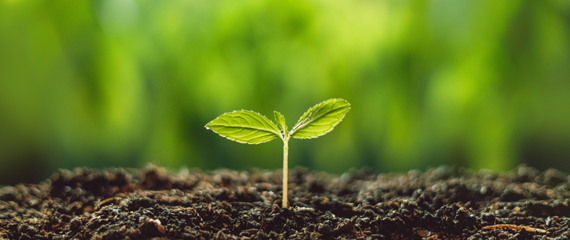 Plant in soil